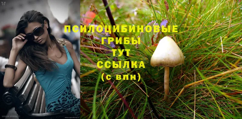 Галлюциногенные грибы Cubensis  Чита 